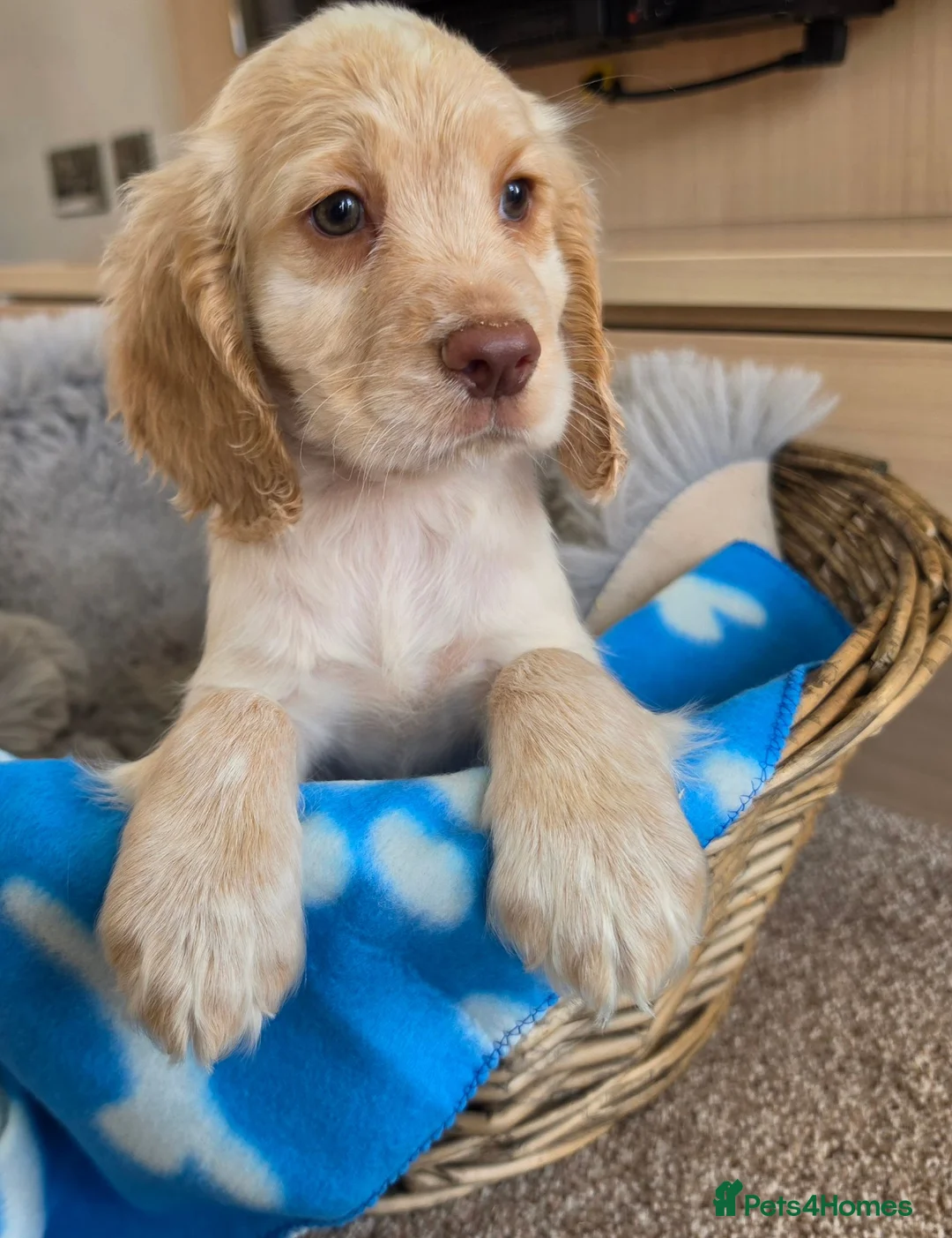 Cocker Spaniel dogs for sale: Amazing Working type Cocker Spaniels - Advert 1