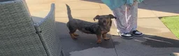 Mixed Breed dogs for sale: 3/4 miniature dachshund puppies  - Advert 1