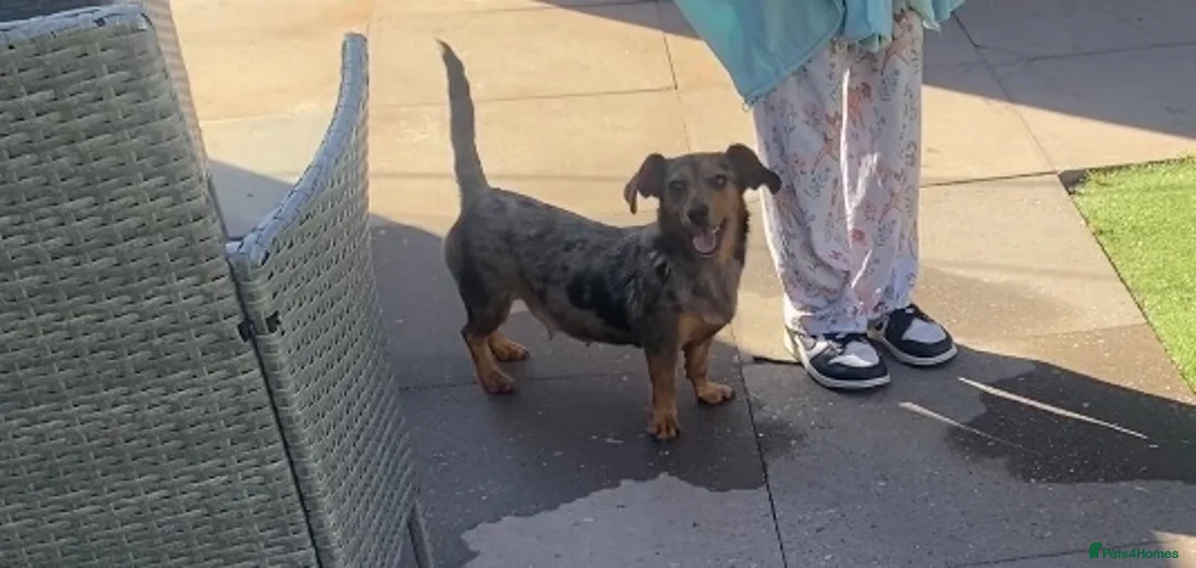 Mixed Breed dogs for sale: 3/4 miniature dachshund puppies  - Advert 1