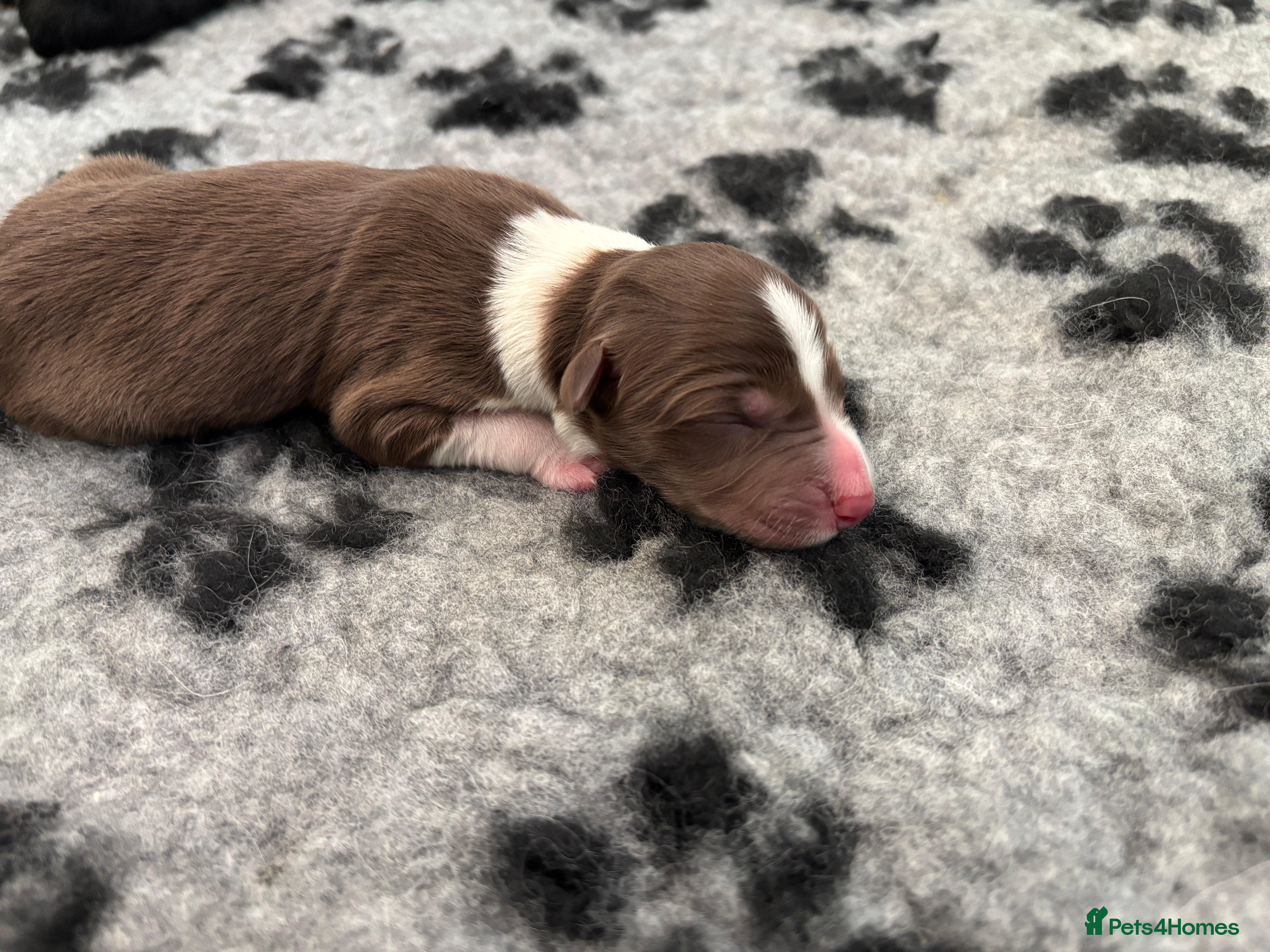 Border Collie dogs Exceptional Border collie pups  - Advert 13