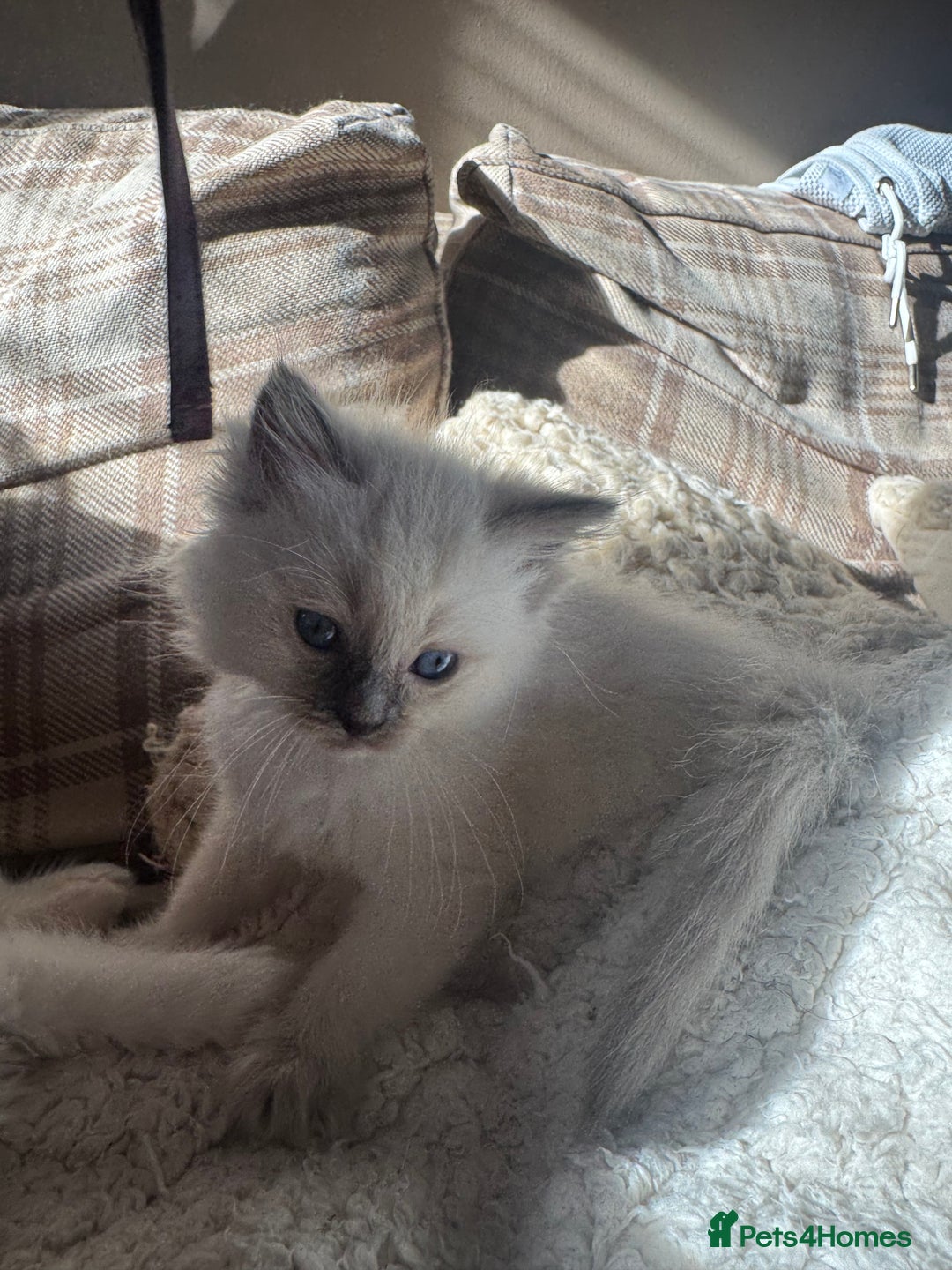 Ragdoll cats for sale: All our beautiful kittens are no longer available  - Advert 23