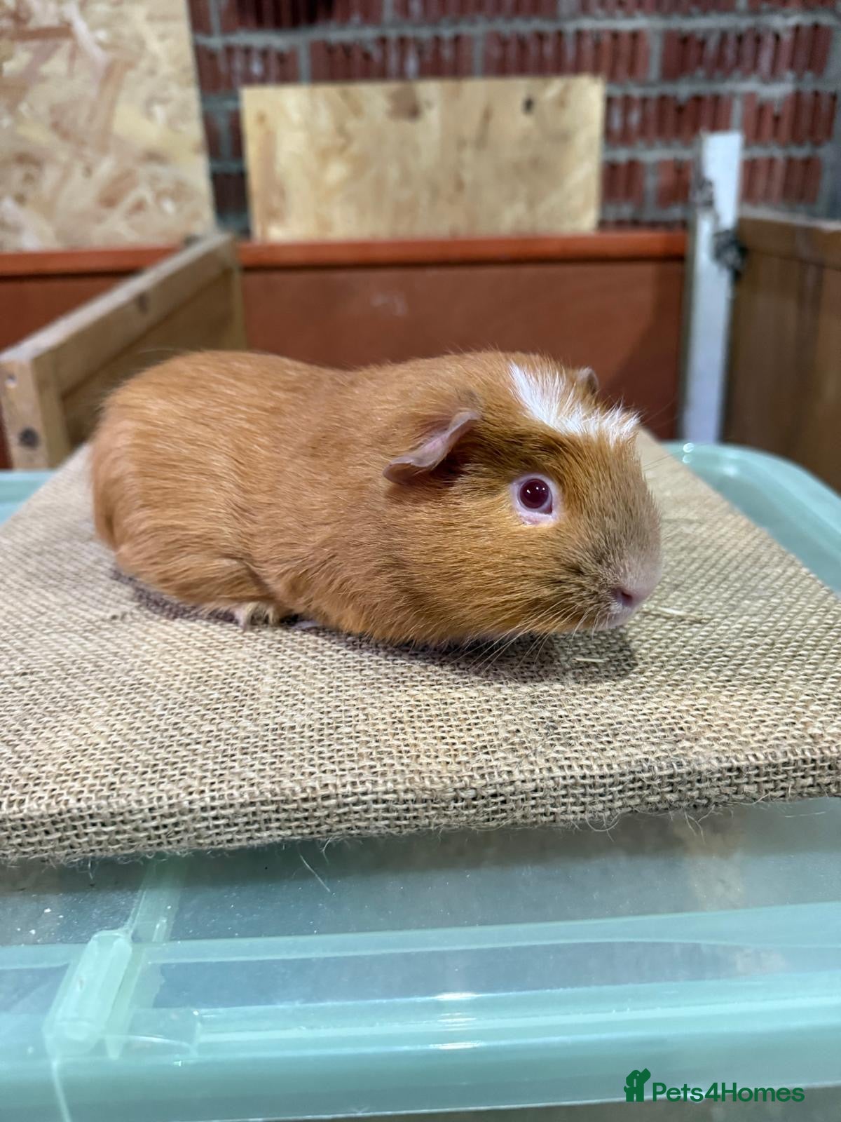 Guinea Pig rodents Guinea pigs available  - Advert 4