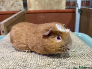 Guinea Pig rodents Guinea pigs available - Advert 4