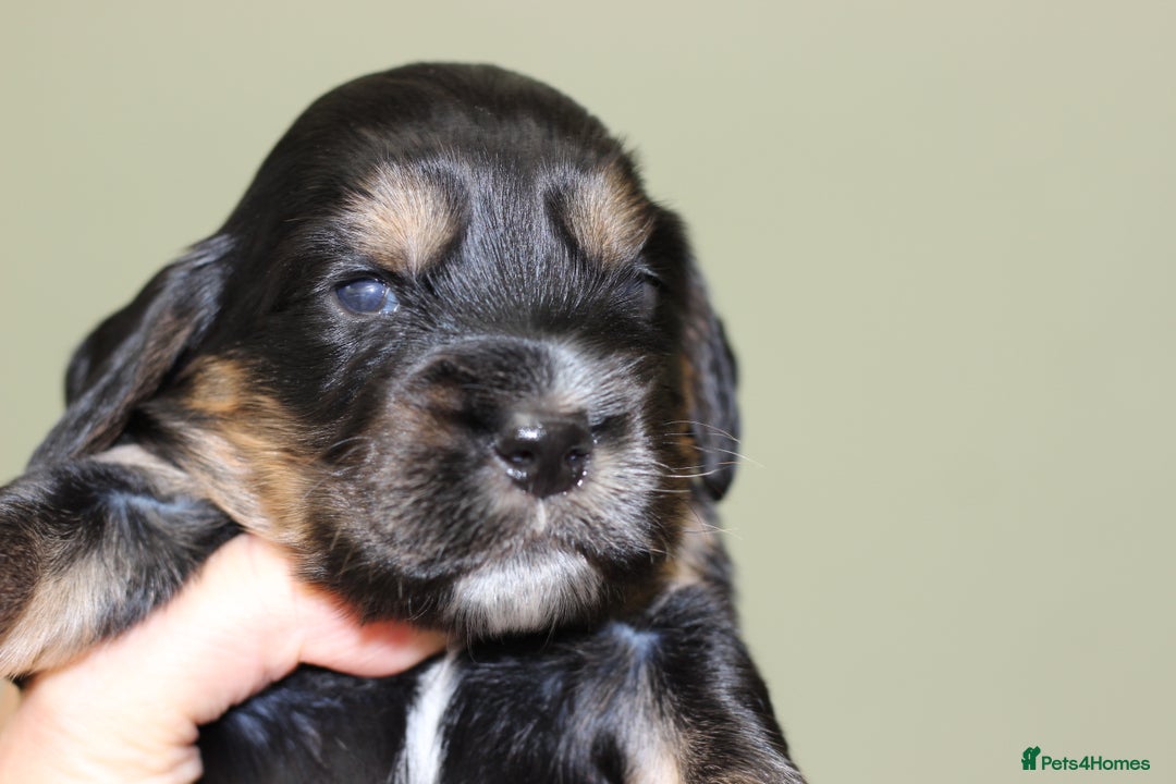Cockapoo dogs for sale: Beautiful, Rare Cockapoo Puppies – Ready 17th Nov - Image 6
