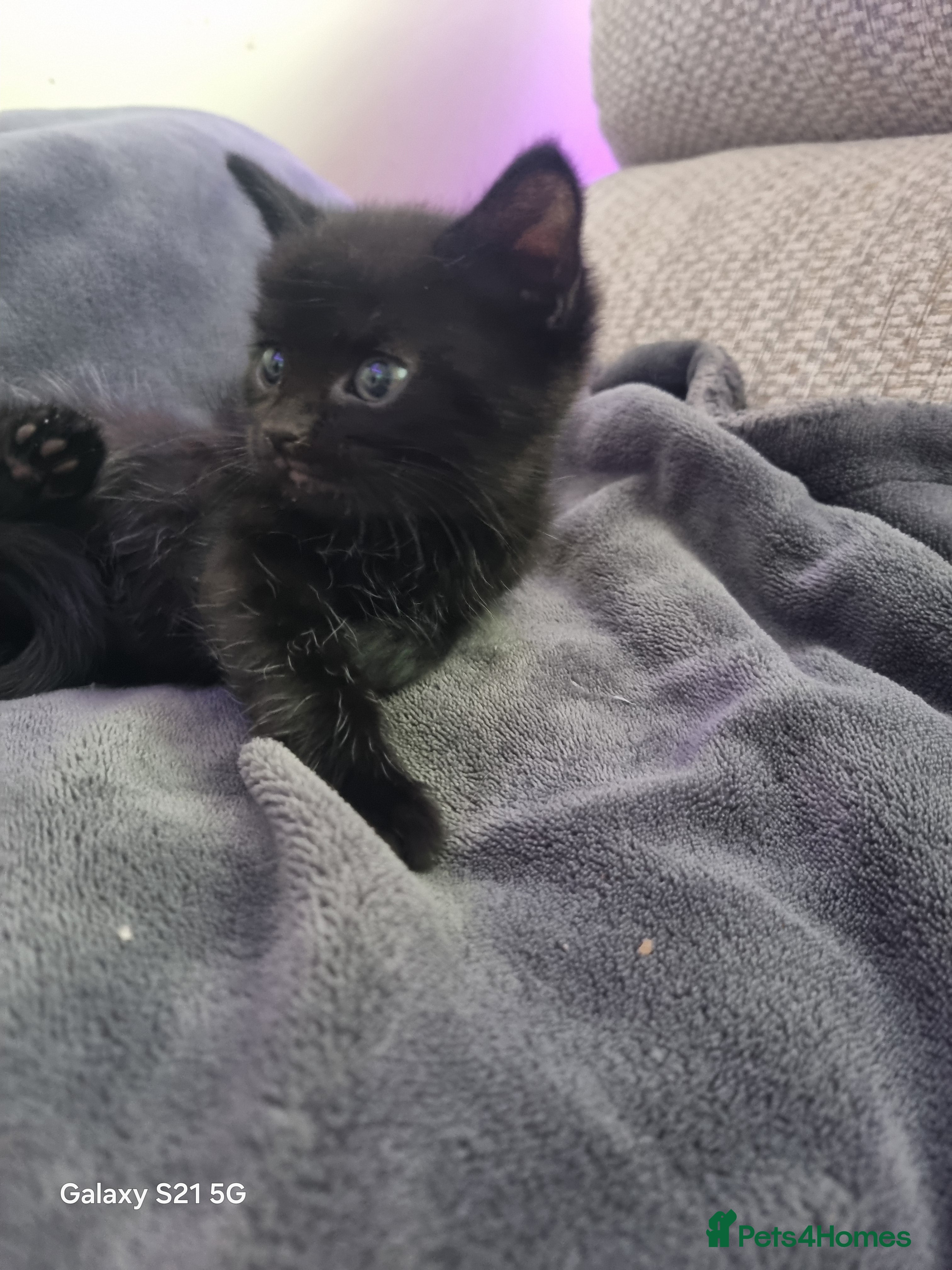 Mixed Breed cats long-haired kittens looking for a loving home - Advert 2