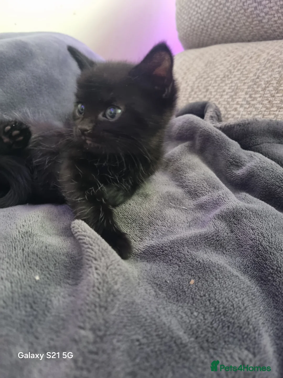 Mixed Breed cats for sale: long-haired kittens looking for a loving home - Advert 1