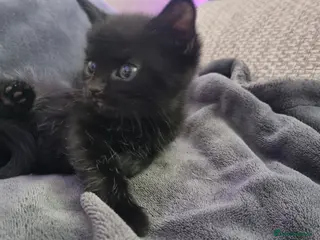 Mixed Breed cats long-haired kittens looking for a loving home - Advert 2