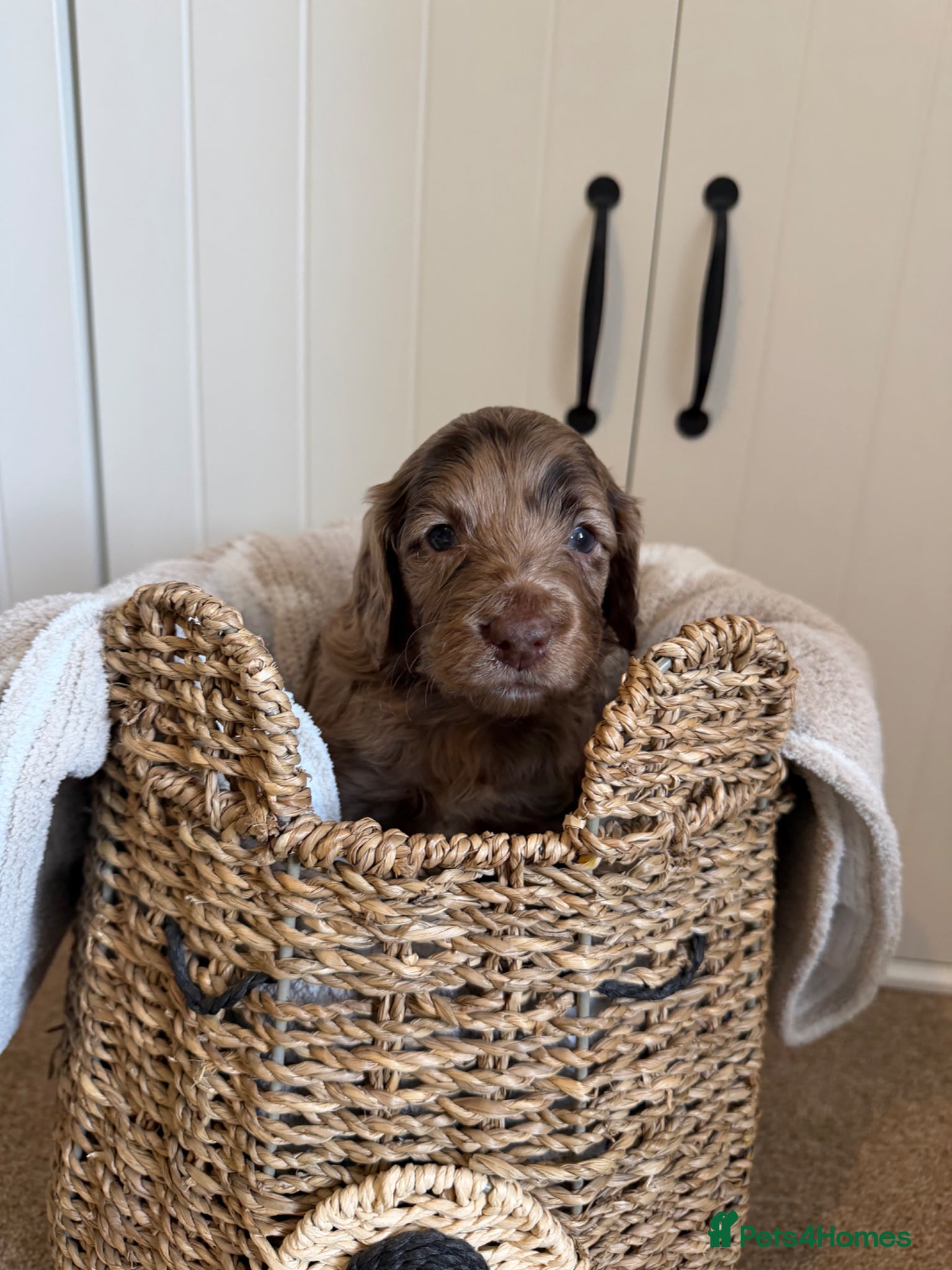 Cockapoo dogs Cockapoo puppies for sale  - Advert 6