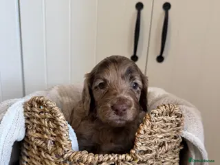 Cockapoo dogs Cockapoo puppies for sale - Advert 6