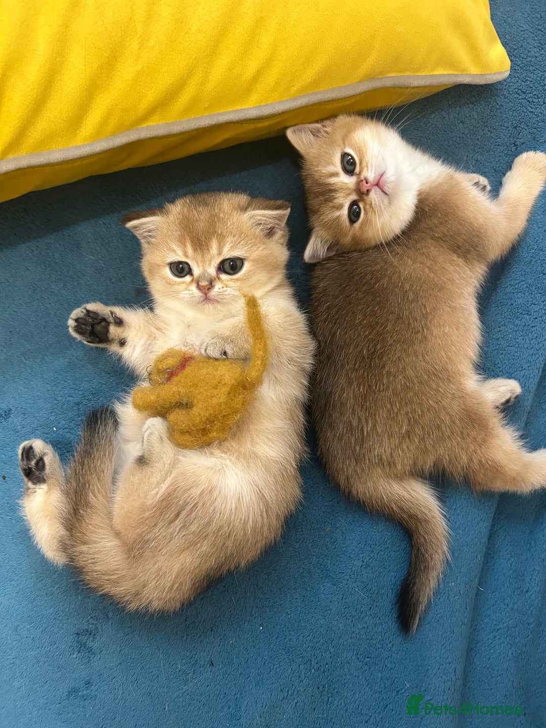 Scottish Fold cats for sale: Gold chinchilla baby’s available  - Advert 28