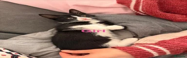 Cleo