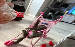 British Shorthair cats for sale: Meet stitch!  - Image 4