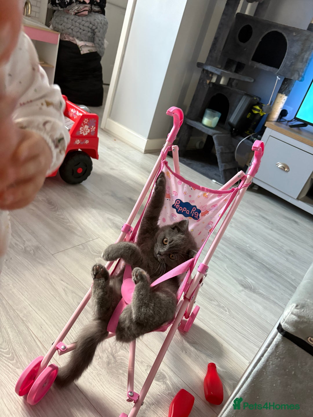 British Shorthair cats for sale: Meet stitch!  - Image 4