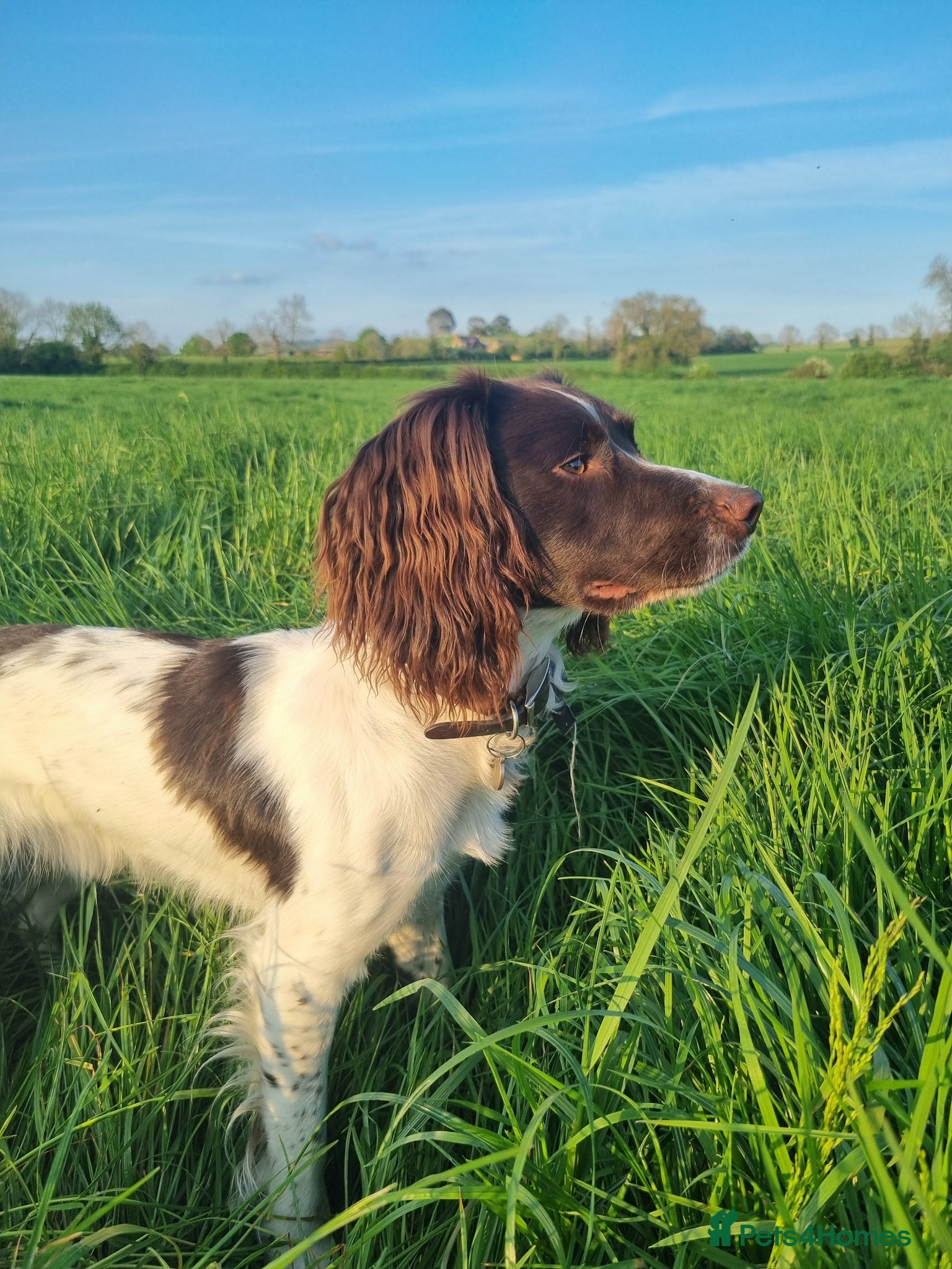 English Springer Spaniel dogs KC registered springer spaniel stud - Advert 1