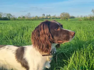 English Springer Spaniel dogs KC registered springer spaniel stud - Advert 1