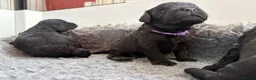 Mixed Breed dogs for sale: Delightful Schnockerpoo Puppies  - Advert 16