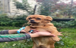 Mixed Breed dogs for adoption: 🐶💖 LIYA 💖🐶 - Image 9