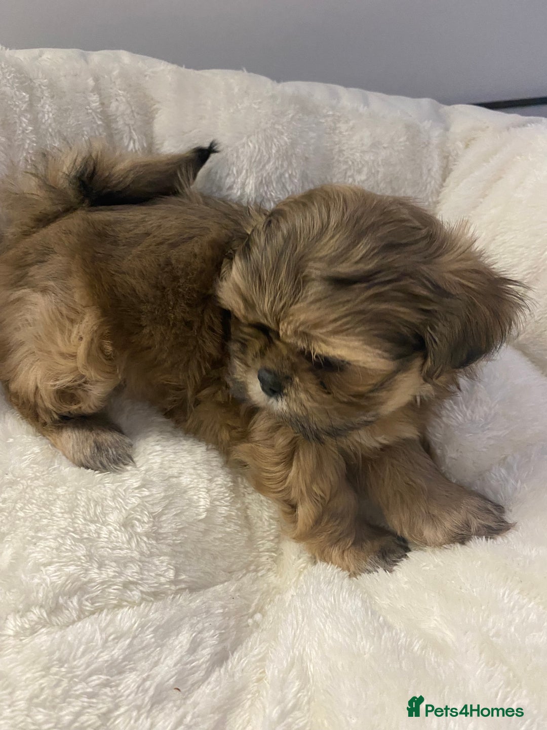 Shih Tzu dogs for sale: Imperial Shih Tzu three girls available - Advert 6