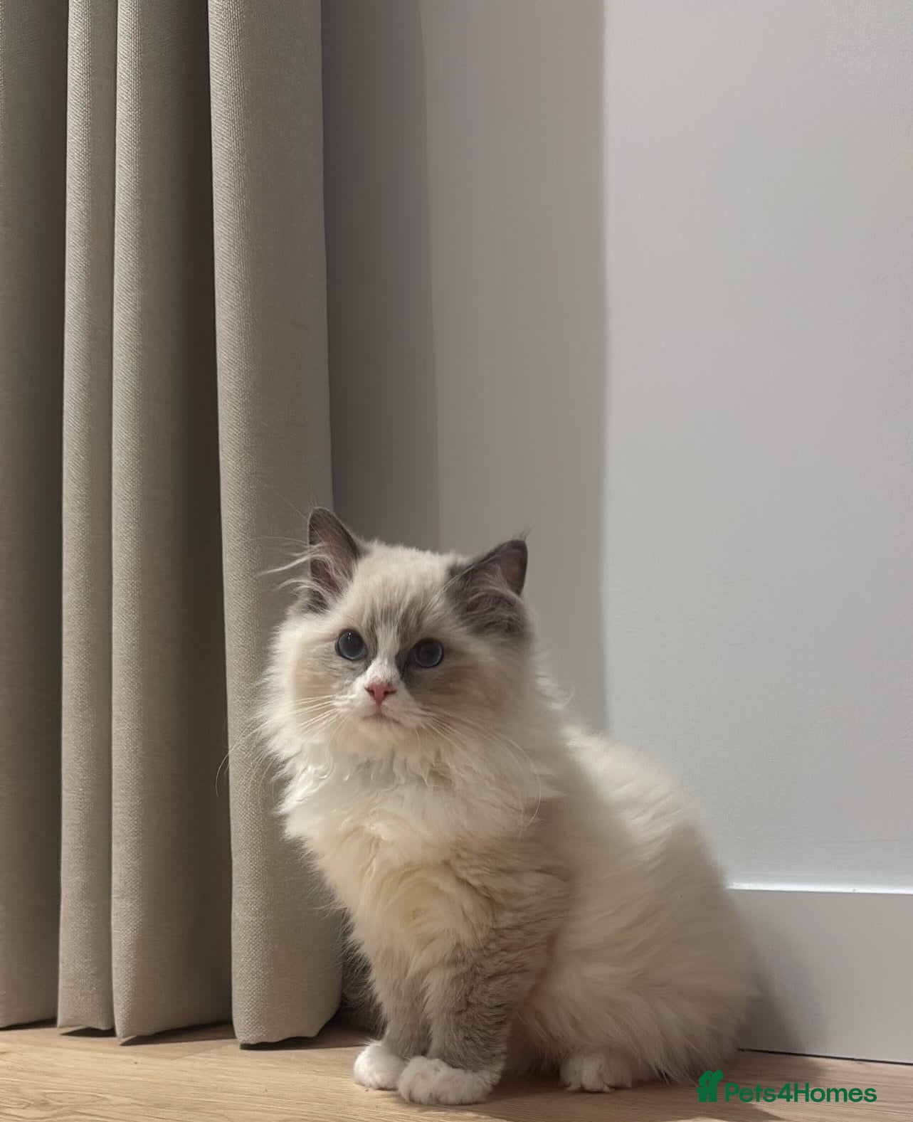 Ragdoll cats for sale: Ragdoll kitten  - Advert 2