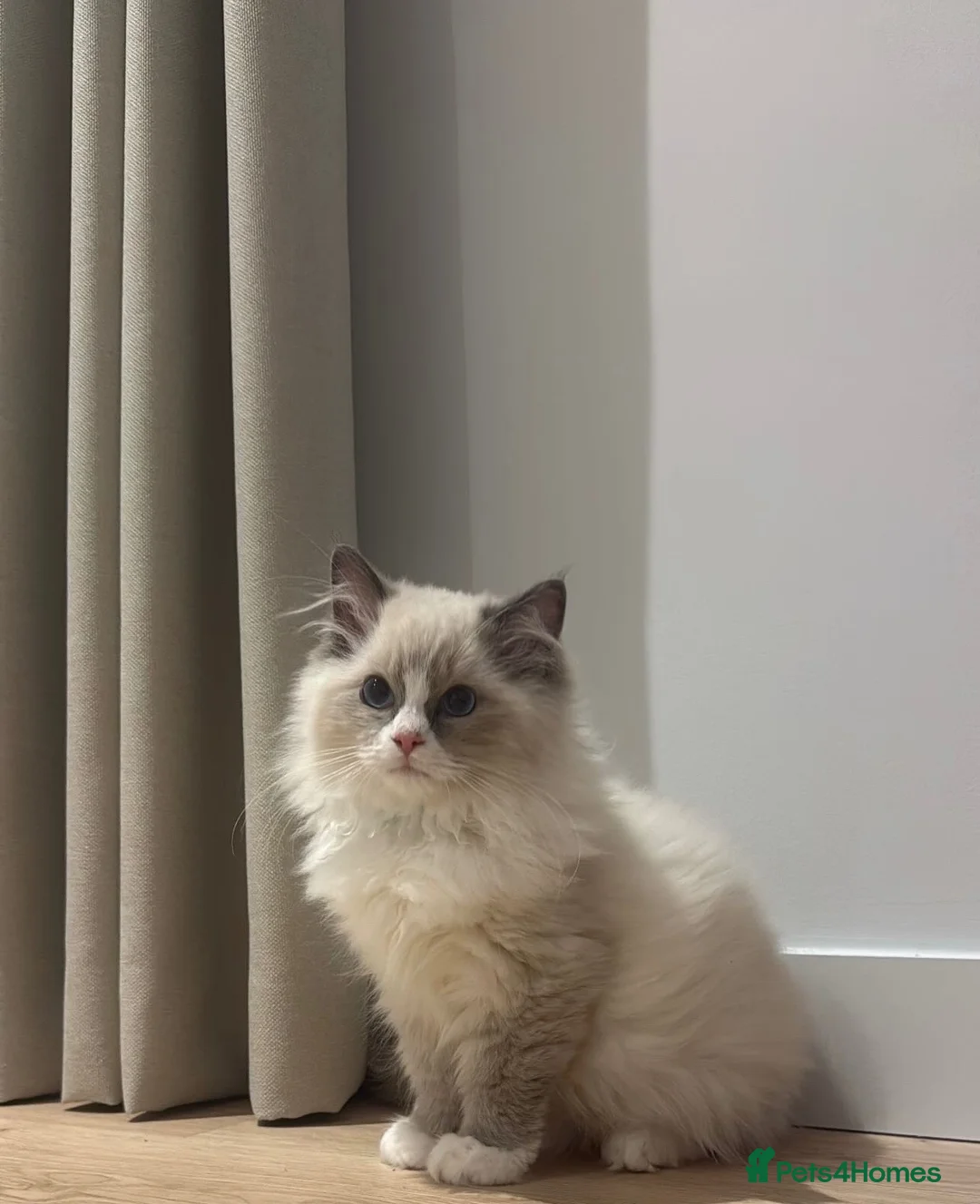 Ragdoll cats for sale: Ragdoll kitten  - Advert 1