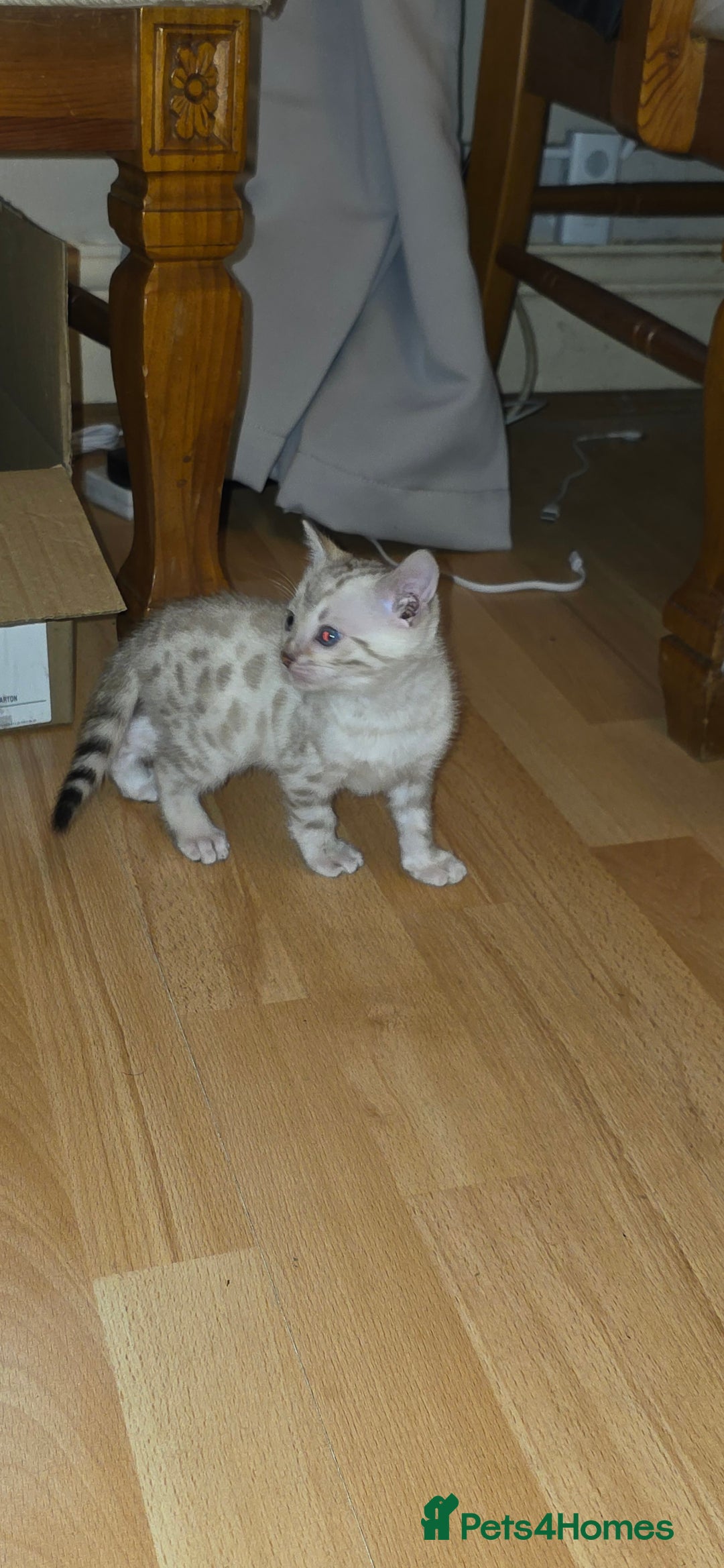 Bengal cats for sale: Full bred snow bengal kittens  - Image 2