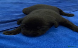 Labrador Retriever dogs for sale: Black Labrador retriever puppies KC registered - Image 6