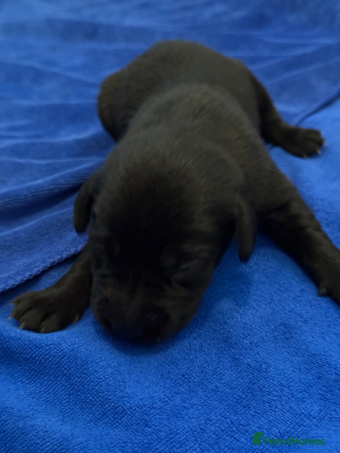 Labrador Retriever dogs for sale: Black Labrador retriever puppies KC registered - Image 6