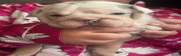 English Bulldog dogs for sale: English bulldog puppies - Advert 6