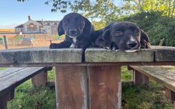 Mixed Breed dogs for sale: Puppy’s  - Image 2