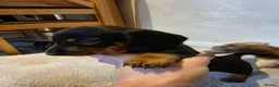 Dachshund dogs for sale: KC Standard Dachshund Puppies - Advert 2