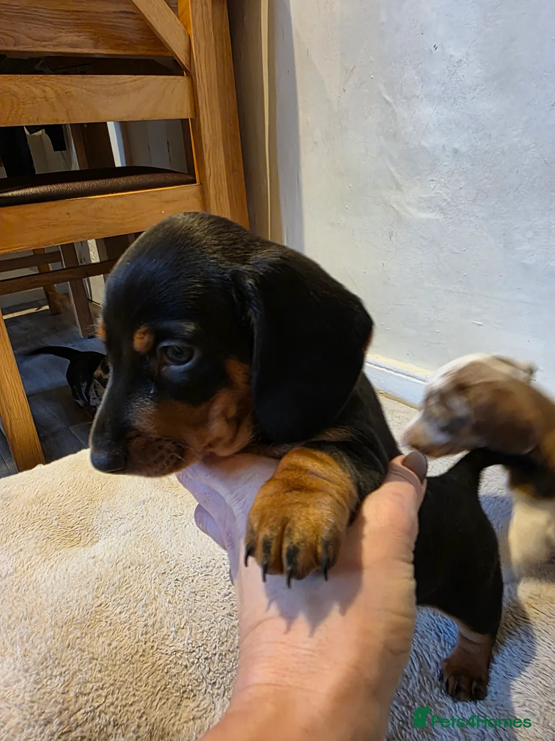 Dachshund dogs for sale: KC Standard Dachshund Puppies - Advert 2