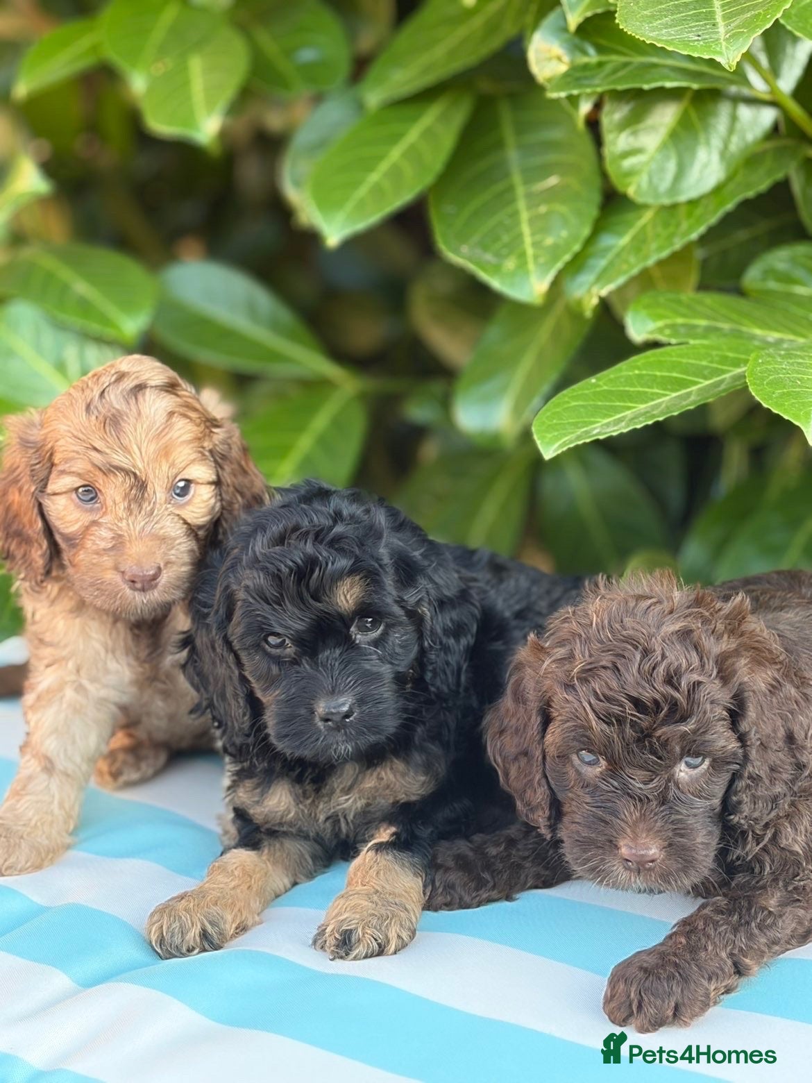 Cockapoo dogs Cockapoo males and females  - Advert 4
