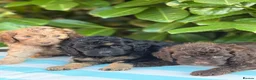 Cockapoo dogs for sale: Cockapoo males and females  - Advert 1