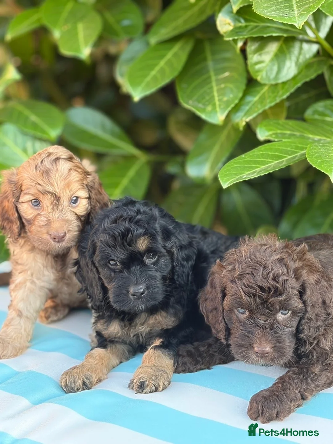 Cockapoo dogs for sale: Cockapoo males and females  - Advert 1