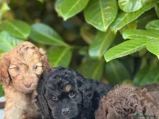 Cockapoo dogs Cockapoo males and females - Advert 2