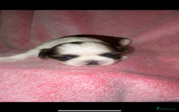 Shih Tzu dogs for sale: Small beautiful Shih tzu puppies - Image 2