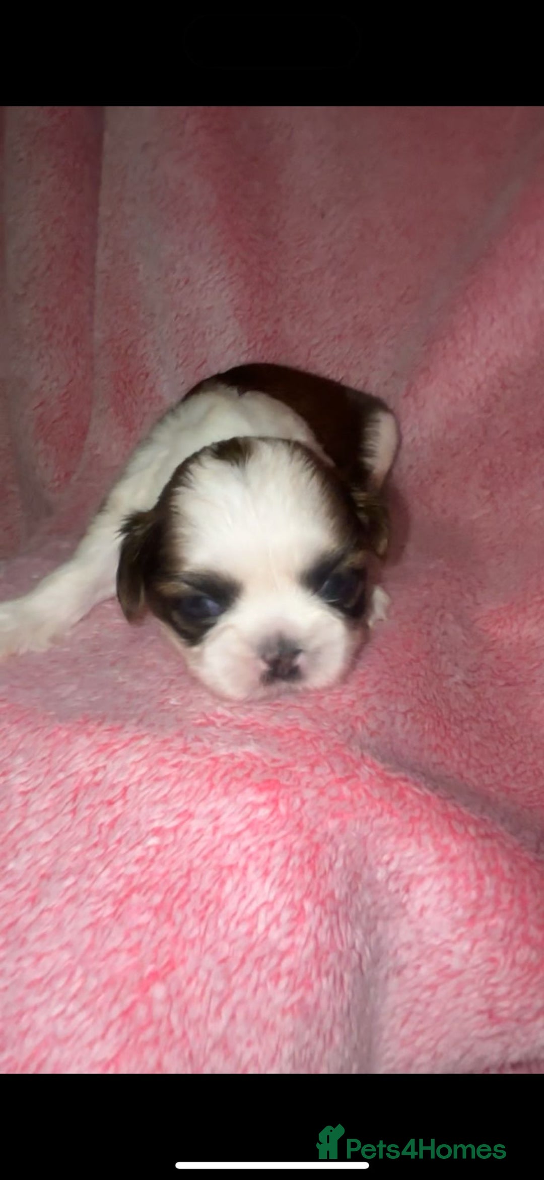 Shih Tzu dogs for sale: Small beautiful Shih tzu puppies - Image 2