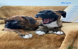 Boxer dogs for sale: KC Registered Boxer puppies  - Image 7