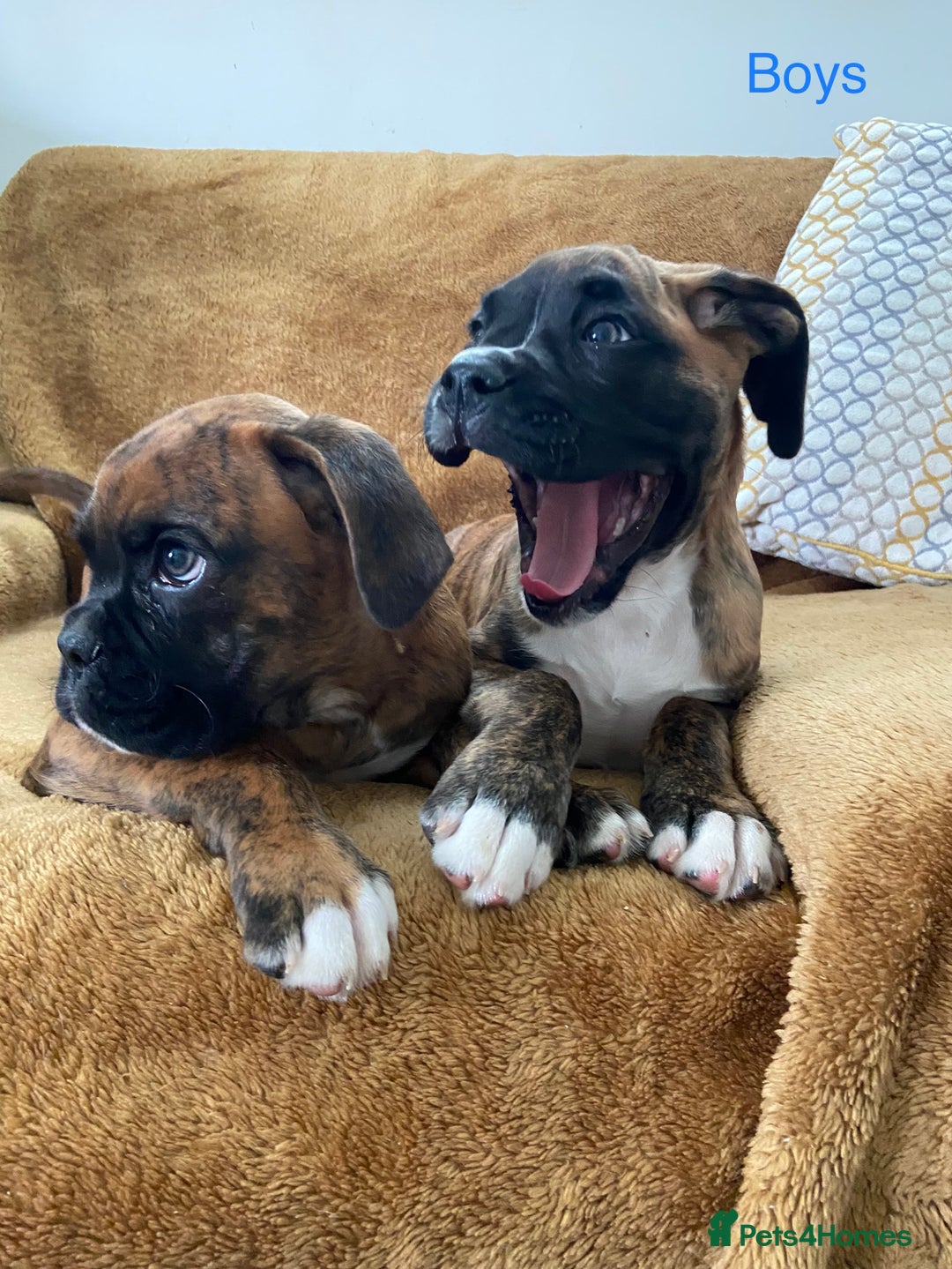 Boxer dogs for sale: KC Registered Boxer puppies  - Image 7