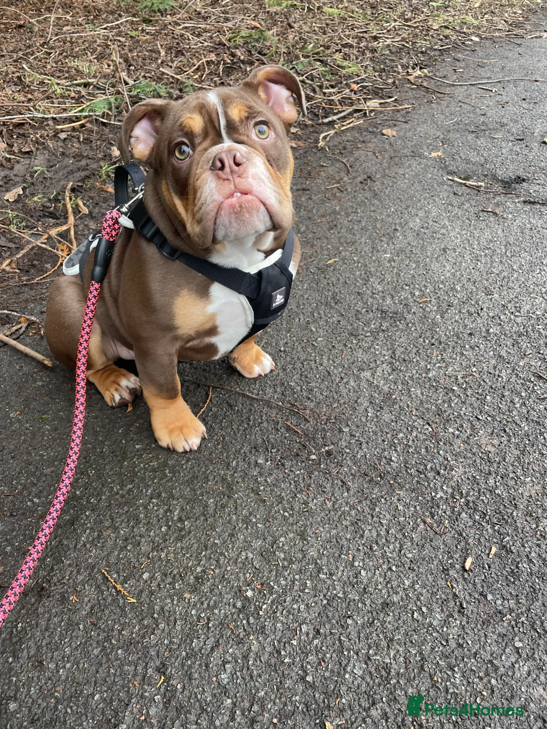 English Bulldog dogs for sale: BUDDY  in Manchester - Advert 1