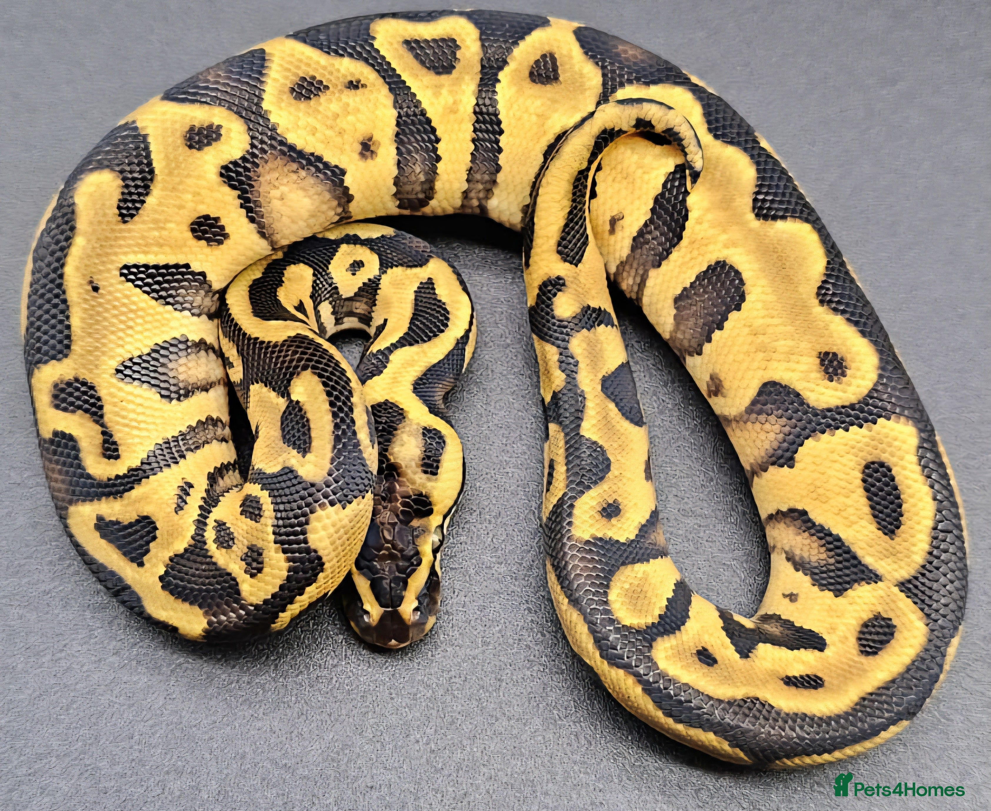 Python Snake reptiles CB25 ball python, pieds, Desert Ghost, + combos - Advert 2