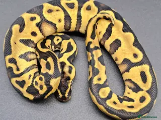 Python Snake reptiles CB25 ball python, pieds, Desert Ghost, + combos - Advert 2