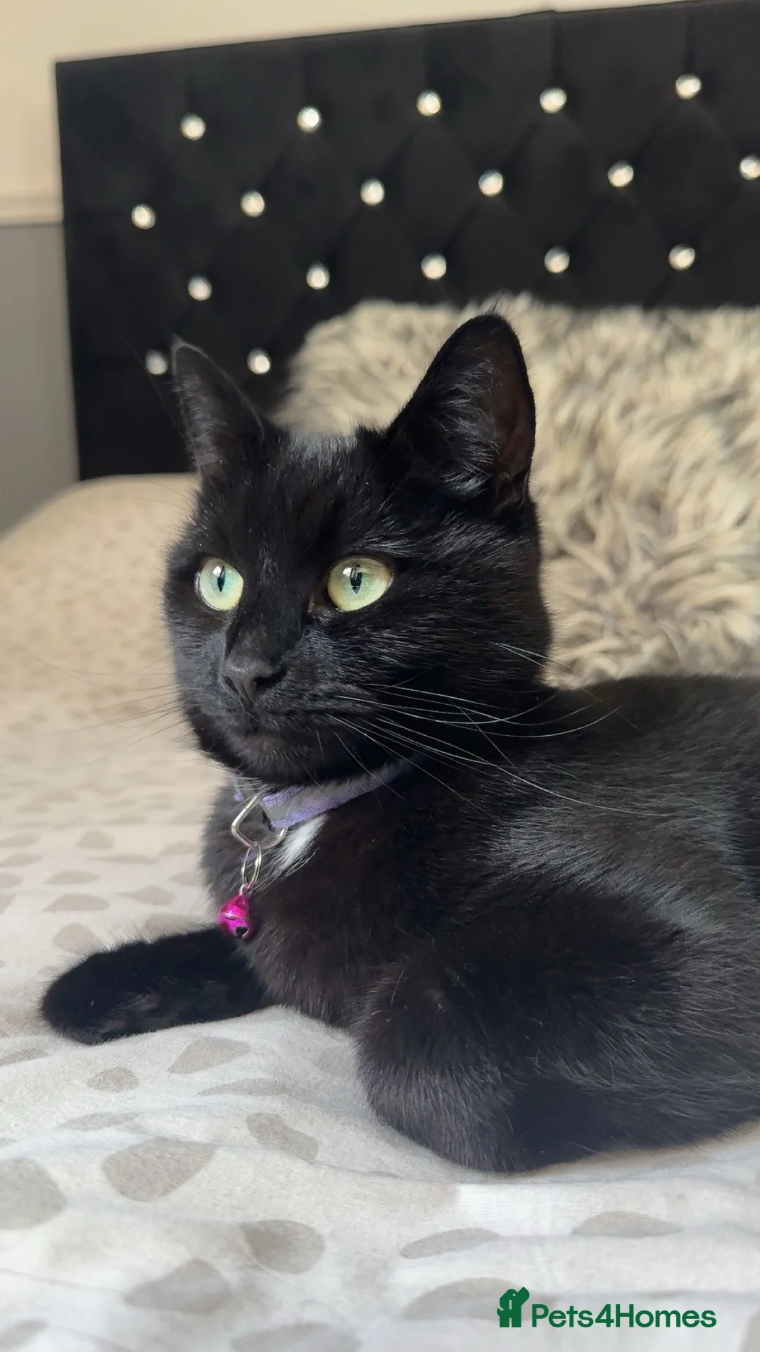 Mixed Breed cats for sale: Female Cat Looking for a Loving, Experienced Home in Luton - Advert 4