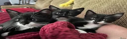 Mixed Breed cats for sale: Tuxedo kitten for sale  - Advert 3