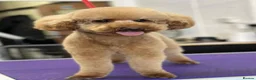 Cockapoo dogs for sale: Beautiful red puppies  - Advert 8