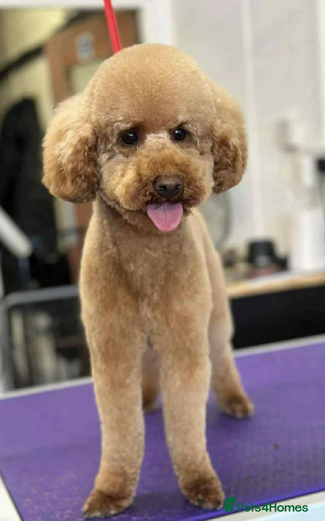 Cockapoo dogs for sale: Beautiful red puppies  - Advert 8