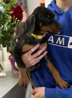 Dobermann dogs Dobermann pups - Advert 3