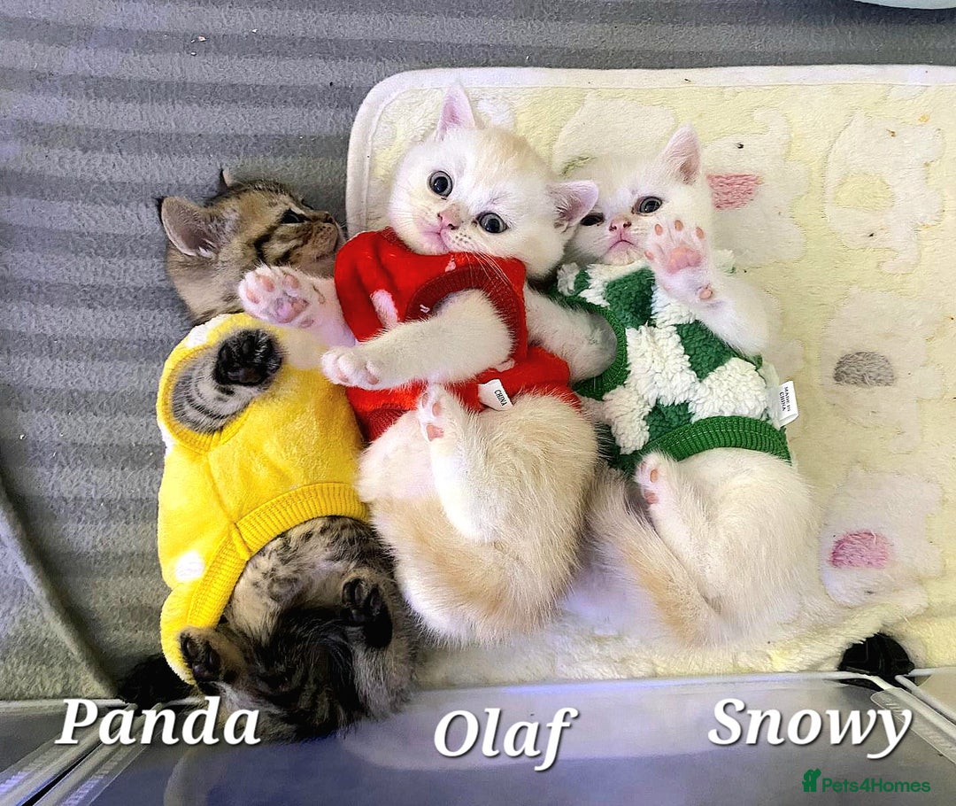 British Shorthair cats for sale: British shorthair babies  - Image 19