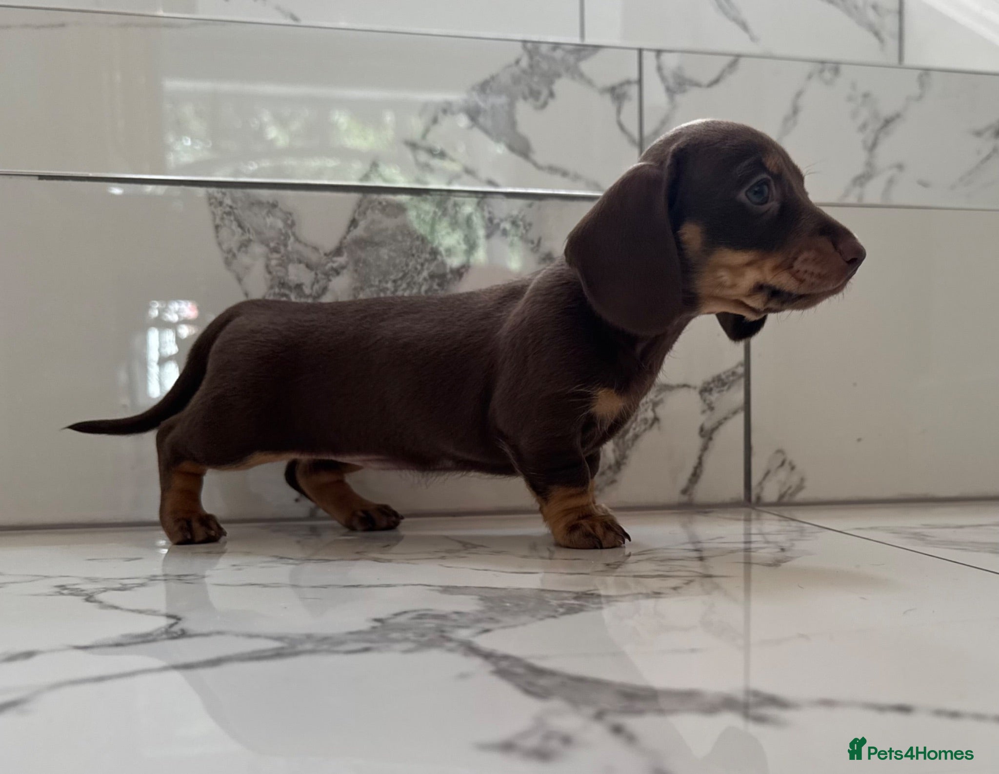 Miniature Dachshund dogs Miniature Dachshunds. PRA clear. 5 star breeder. - Advert 4