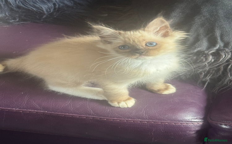 Ragdoll cats in Edinburgh - Advert 6